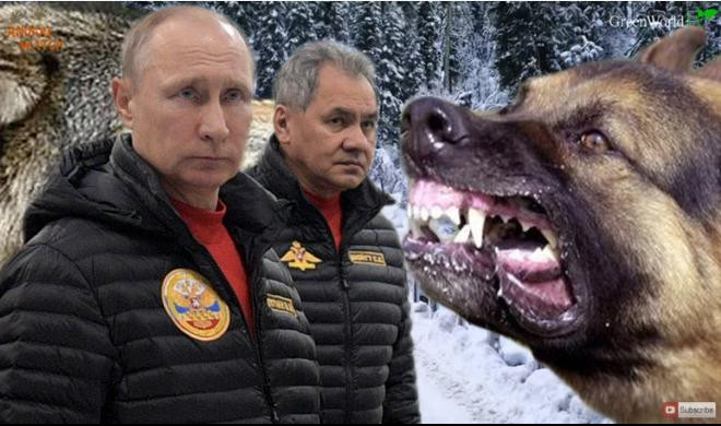 (VIDEO) RUSKA VOJSKA NAPRAVILA ZVER KOJA LEDI KRV U VENAMA: Volkosob, hibrid psa i vuka, TAJNO ORUŽJE GRANIČARA!